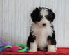 ICA Registered Mini Bernedoodle For Sale Fredericksburg, OH Female - Mila