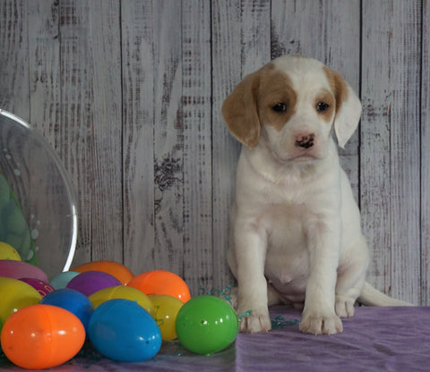 F1B Medium Labradoodle For Sale Millersburg, OH Female- Nelly