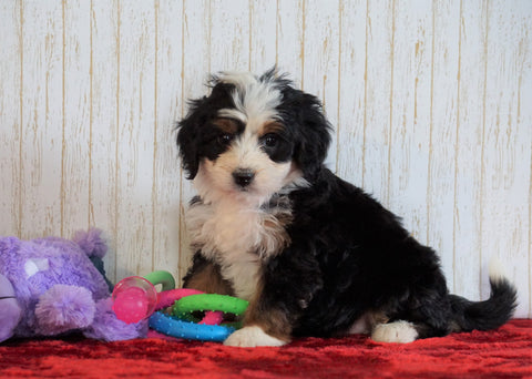 ICA Registered Mini Bernedoodle For Sale Fredericksburg, OH Female - Mia