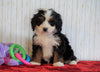 ICA Registered Mini Bernedoodle For Sale Fredericksburg, OH Female - Mia