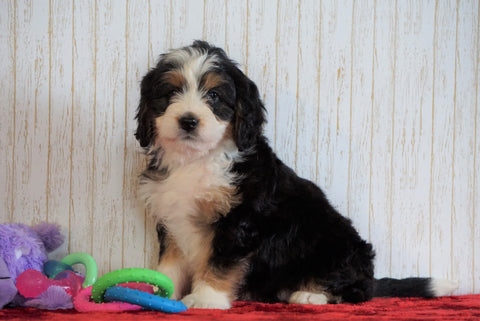 ICA Registered Mini Bernedoodle For Sale Fredericksburg, OH Female - Molly