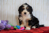 ICA Registered Mini Bernedoodle For Sale Fredericksburg, OH Female - Molly