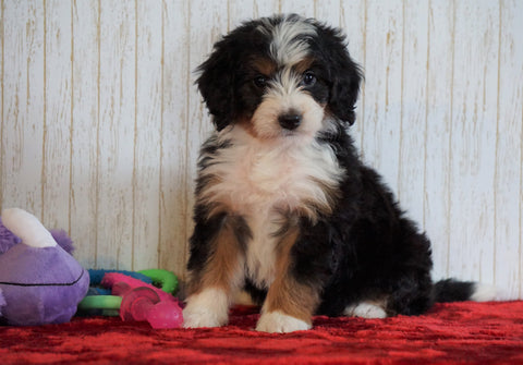 ICA Registered Mini Bernedoodle For Sale Fredericksburg, OH Female - Bella
