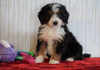 ICA Registered Mini Bernedoodle For Sale Fredericksburg, OH Female - Bella