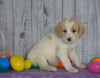 F1B Medium Labradoodle For Sale Millersburg, OH Female- Naomi