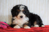 ICA Registered Mini Bernedoodle For Sale Fredericksburg, OH Female - Bella