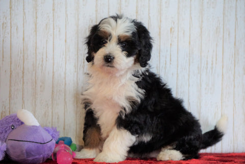ICA Registered Mini Bernedoodle For Sale Fredericksburg, OH Female - Anna