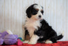 ICA Registered Mini Bernedoodle For Sale Fredericksburg, OH Female - Anna