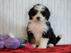 ICA Registered Mini Bernedoodle For Sale Fredericksburg, OH Female - Anna