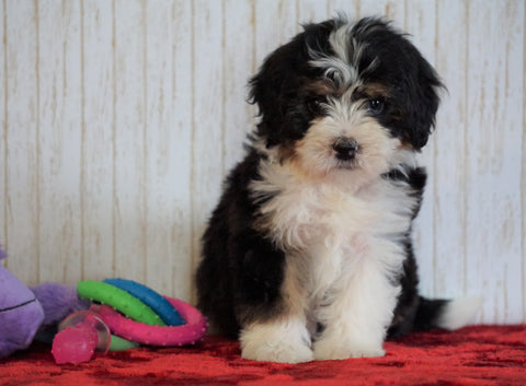 ICA Registered Mini Bernedoodle For Sale Fredericksburg, OH Female - Izzy