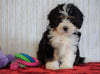 ICA Registered Mini Bernedoodle For Sale Fredericksburg, OH Female - Izzy