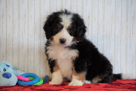 ICA Registered Mini Bernedoodle For Sale Fredericksburg, OH Male - Winston