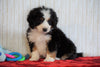 ICA Registered Mini Bernedoodle For Sale Fredericksburg, OH Male - Winston