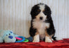ICA Registered Mini Bernedoodle For Sale Fredericksburg, OH Male - Winston