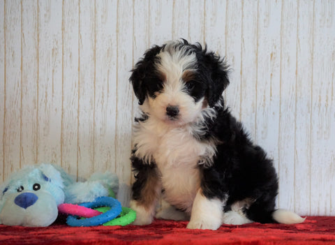 ICA Registered Mini Bernedoodle For Sale Fredericksburg, OH Male - Otis