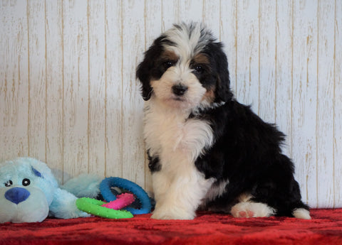 ICA Registered Mini Bernedoodle For Sale Fredericksburg, OH Male - Ollie