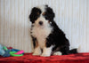 ICA Registered Mini Bernedoodle For Sale Fredericksburg, OH Male - Cooper