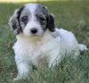 Mini F1B Goldendoodle *BLUE MERLE* For Sale Sugarcreek, OH Female- Sofie