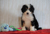 ICA Registered Mini Bernedoodle For Sale Fredericksburg, OH Male - Cooper