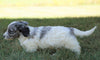 Mini F1B Goldendoodle *BLUE MERLE* For Sale Sugarcreek, OH Female- Sofie