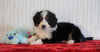 ICA Registered Mini Bernedoodle For Sale Fredericksburg, OH Male - Ranger
