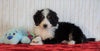 ICA Registered Mini Bernedoodle For Sale Fredericksburg, OH Male - Ranger
