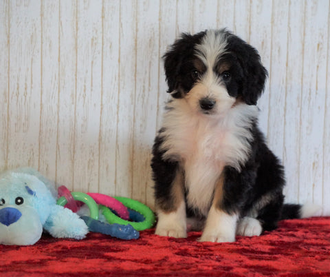 ICA Registered Mini Bernedoodle For Sale Fredericksburg, OH Male - Ranger