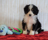 ICA Registered Mini Bernedoodle For Sale Fredericksburg, OH Male - Ranger