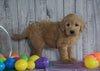 F1B Medium Labradoodle For Sale Millersburg, OH Female- Nicole
