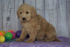 F1B Medium Labradoodle For Sale Millersburg, OH Female- Nicole