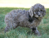Mini F1B Goldendoodle *BLUE MERLE* For Sale Sugarcreek, OH Female- Fluffy