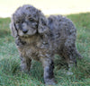 Mini F1B Goldendoodle *BLUE MERLE* For Sale Sugarcreek, OH Female- Fluffy