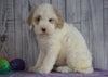 F1B Medium Labradoodle For Sale Millersburg, OH Female- Nora