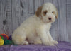 F1B Medium Labradoodle For Sale Millersburg, OH Female- Nora