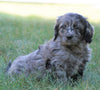 Mini F1B Goldendoodle *BLUE MERLE* For Sale Sugarcreek, OH Male- Jasper