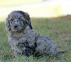 Mini F1B Goldendoodle *BLUE MERLE* For Sale Sugarcreek, OH Male- Jasper