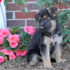 AKC Registered German Shepherd For Sale Baltic, OH Male- Oscar