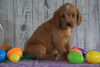 F1B Medium Labradoodle For Sale Millersburg, OH Female- Nevah