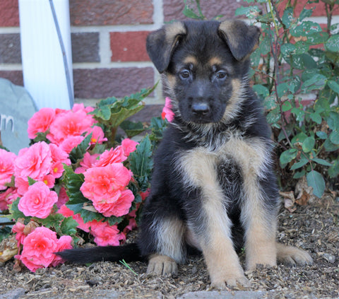 AKC Registered German Shepherd For Sale Baltic, OH Male- Oscar