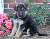 AKC Registered German Shepherd For Sale Baltic, OH Male- Oscar