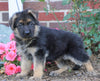 AKC Registered German Shepherd For Sale Baltic, OH Male- Trevor