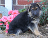 AKC Registered German Shepherd For Sale Baltic, OH Male- Trevor