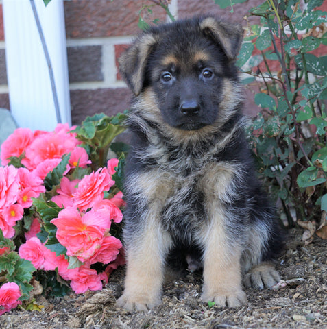 AKC Registered German Shepherd For Sale Baltic, OH Male- Trevor