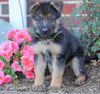AKC Registered German Shepherd For Sale Baltic, OH Female- Lollipop
