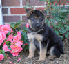 AKC Registered German Shepherd For Sale Baltic, OH Female- Lollipop