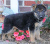 AKC Registered German Shepherd For Sale Baltic, OH Female- Lollipop