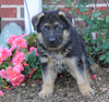 AKC Registered German Shepherd For Sale Baltic, OH Male- Gunner