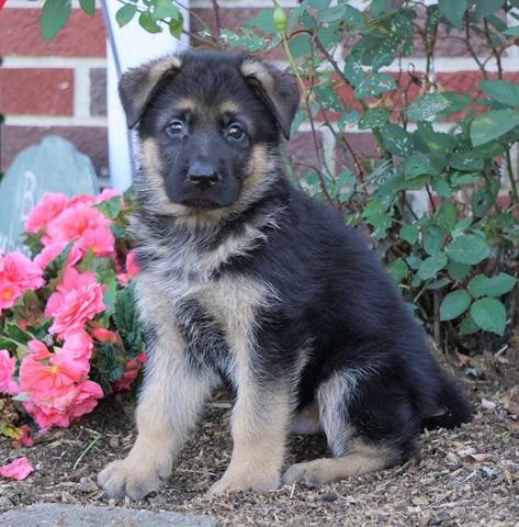AKC Registered German Shepherd For Sale Baltic, OH Male- Gunner
