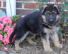 AKC Registered German Shepherd For Sale Baltic, OH Male- Gunner
