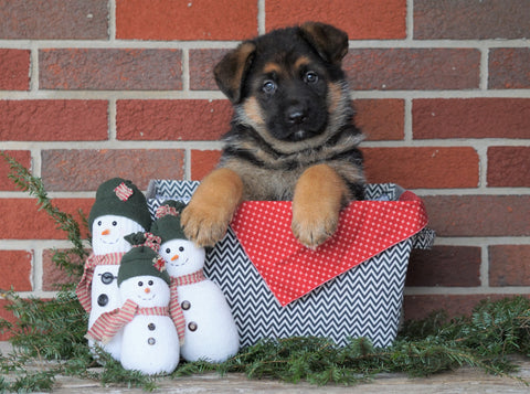 AKC Registered German Shepherd For Sale Baltic, OH Male - Duramax